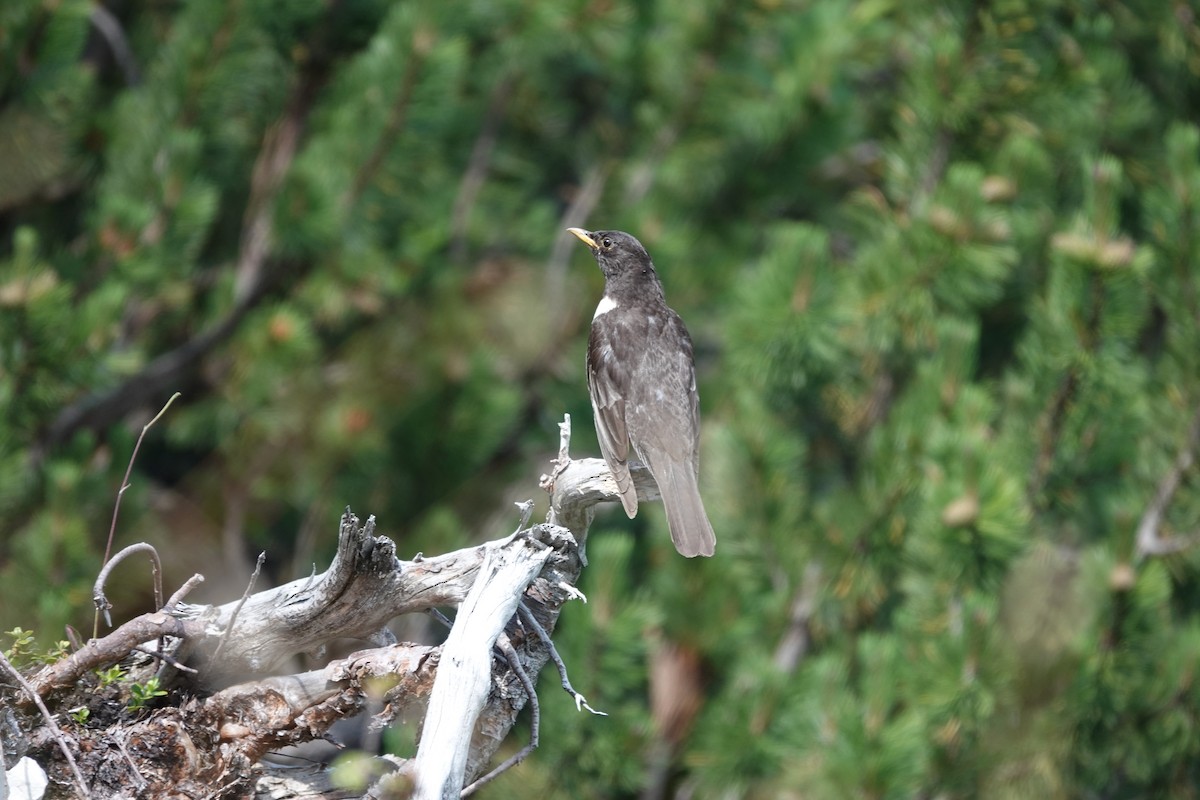 Ring Ouzel - ML639263634