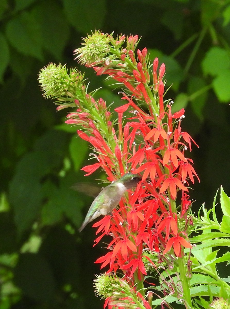 Ruby-throated Hummingbird - ML639263642
