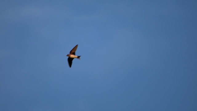 Purple Martin - ML639263651