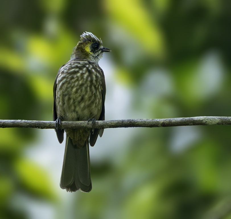 Spot-necked Bulbul - ML639263753