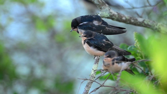 Hirondelle rustique (erythrogaster) - ML639263773