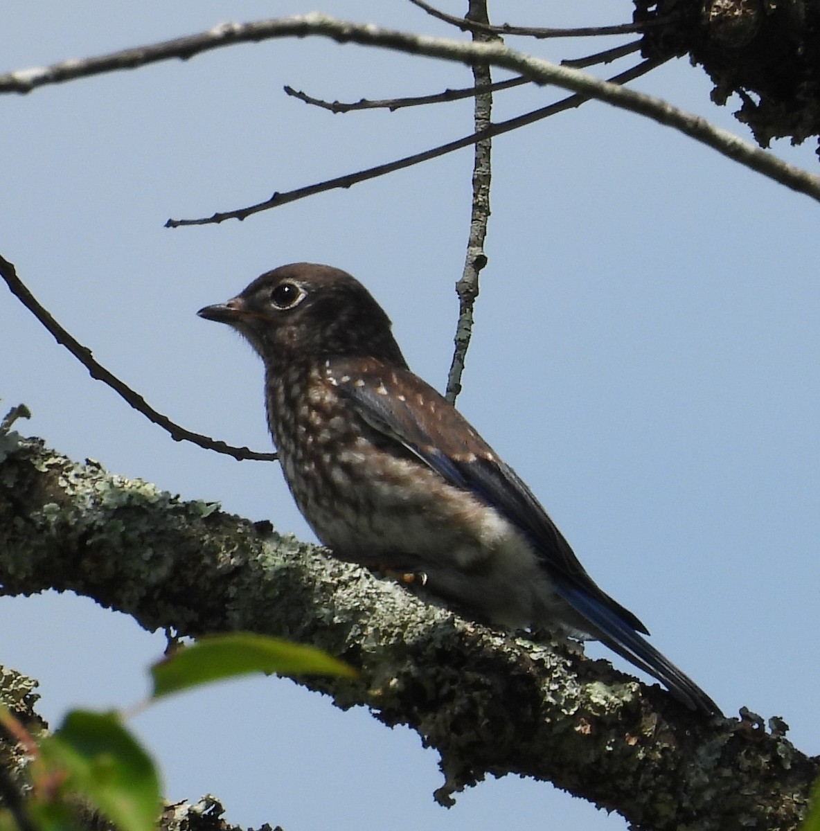 Eastern Bluebird - ML639263841