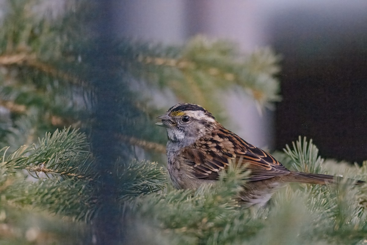White-throated Sparrow - ML639263843