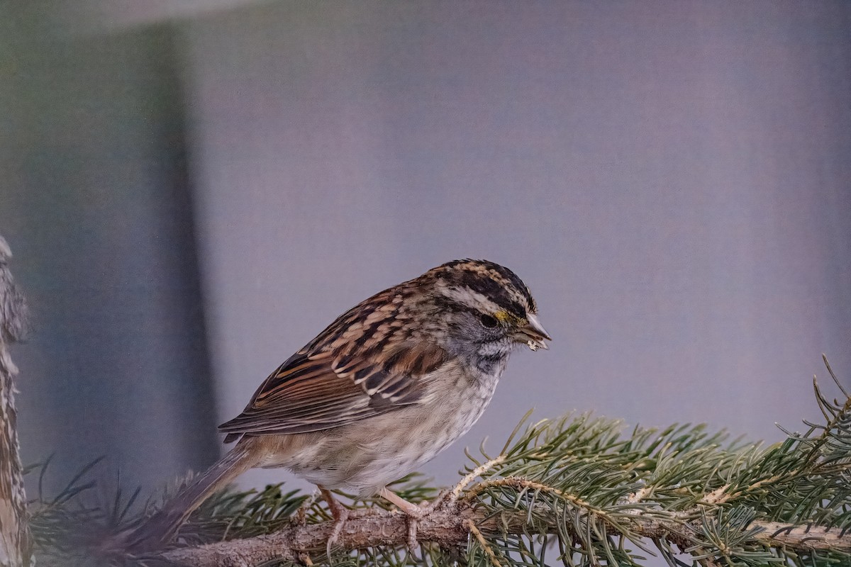 White-throated Sparrow - ML639263844
