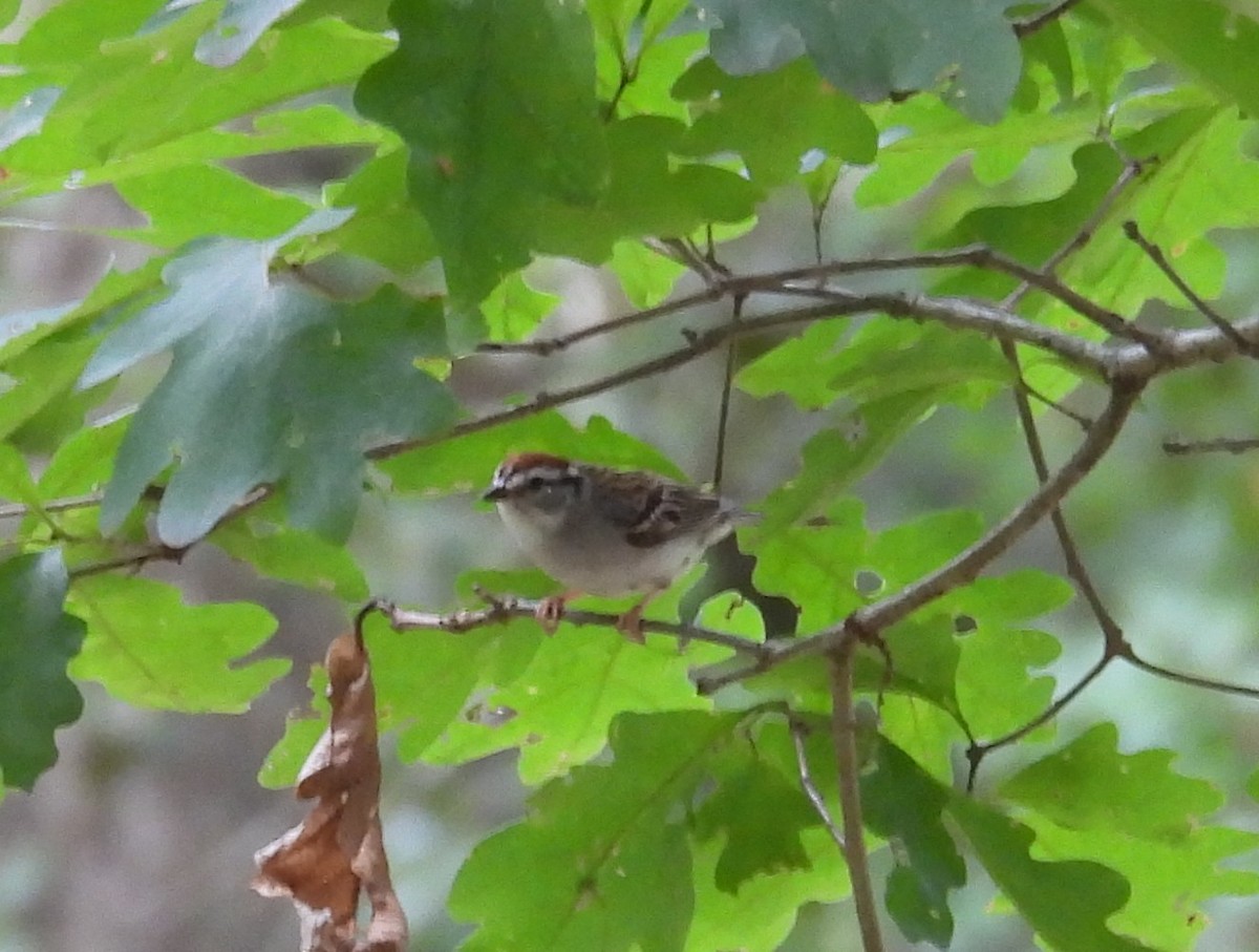 Chipping Sparrow - ML639263872