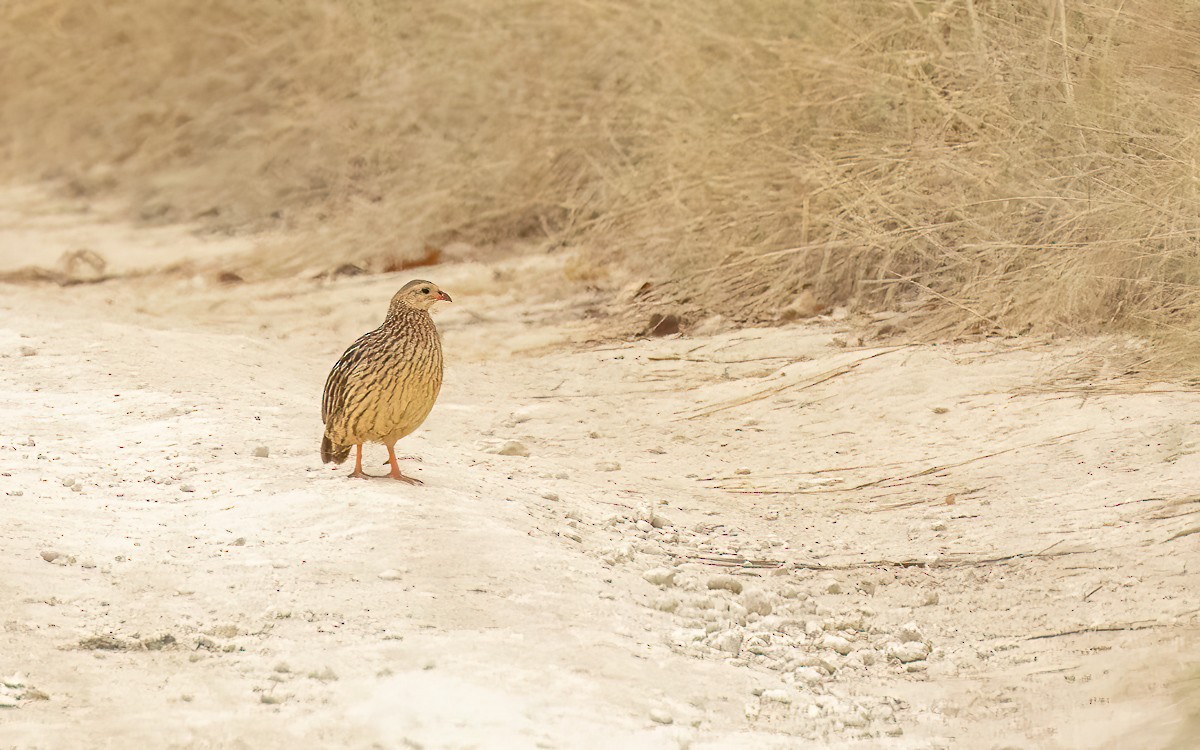 Gray-striped Spurfowl - ML639264026