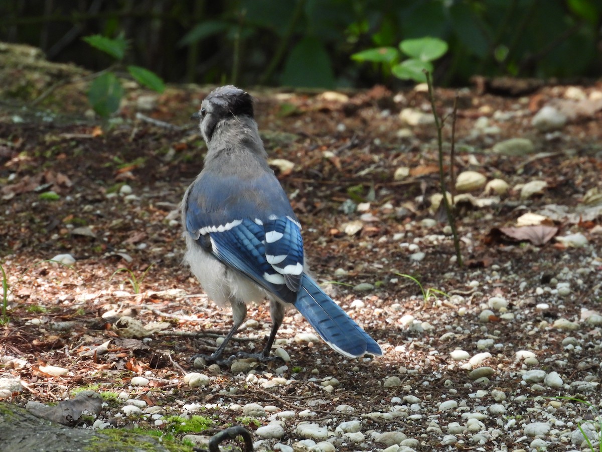 Blue Jay - ML639264102