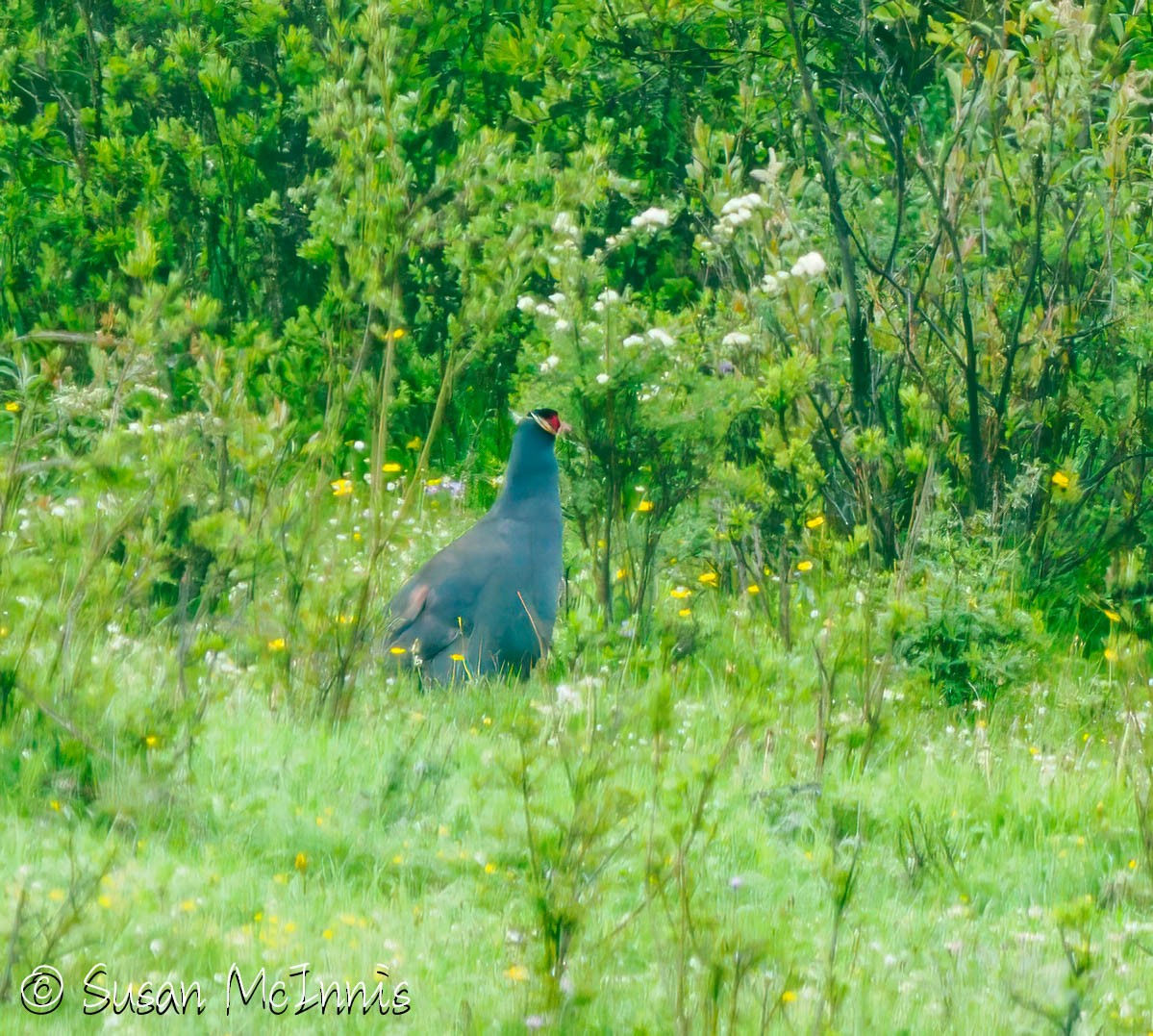 Blue Eared-Pheasant - ML639264242