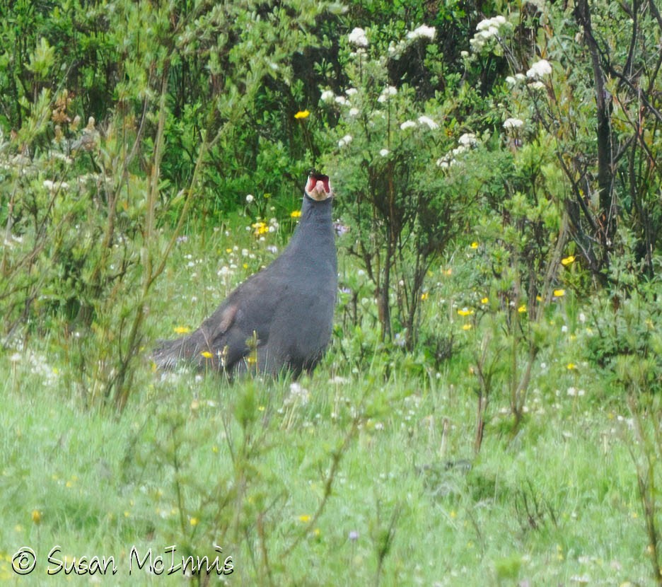 Blue Eared-Pheasant - ML639264280