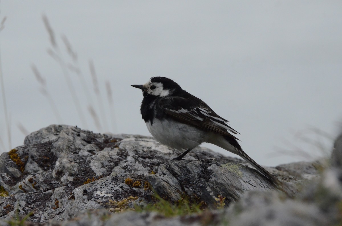 White Wagtail (British) - ML639264475