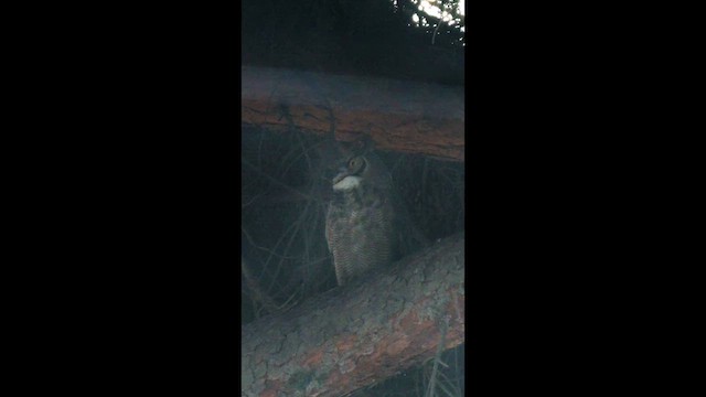 Lesser Horned Owl - ML639264581