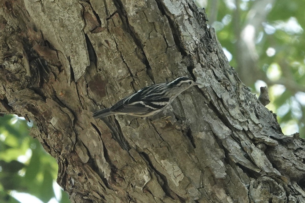 Black-and-white Warbler - ML639264615