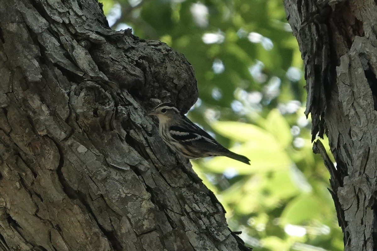 Black-and-white Warbler - ML639264620