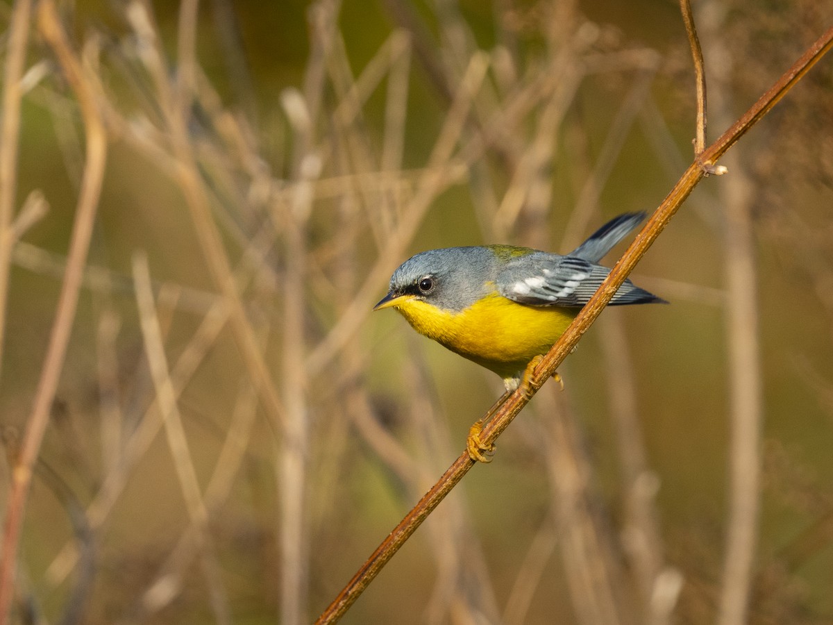 Paruline à joues noires - ML639264748