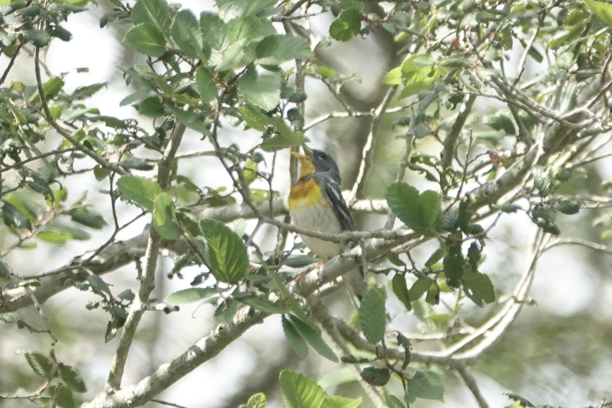 Northern Parula - ML639264754