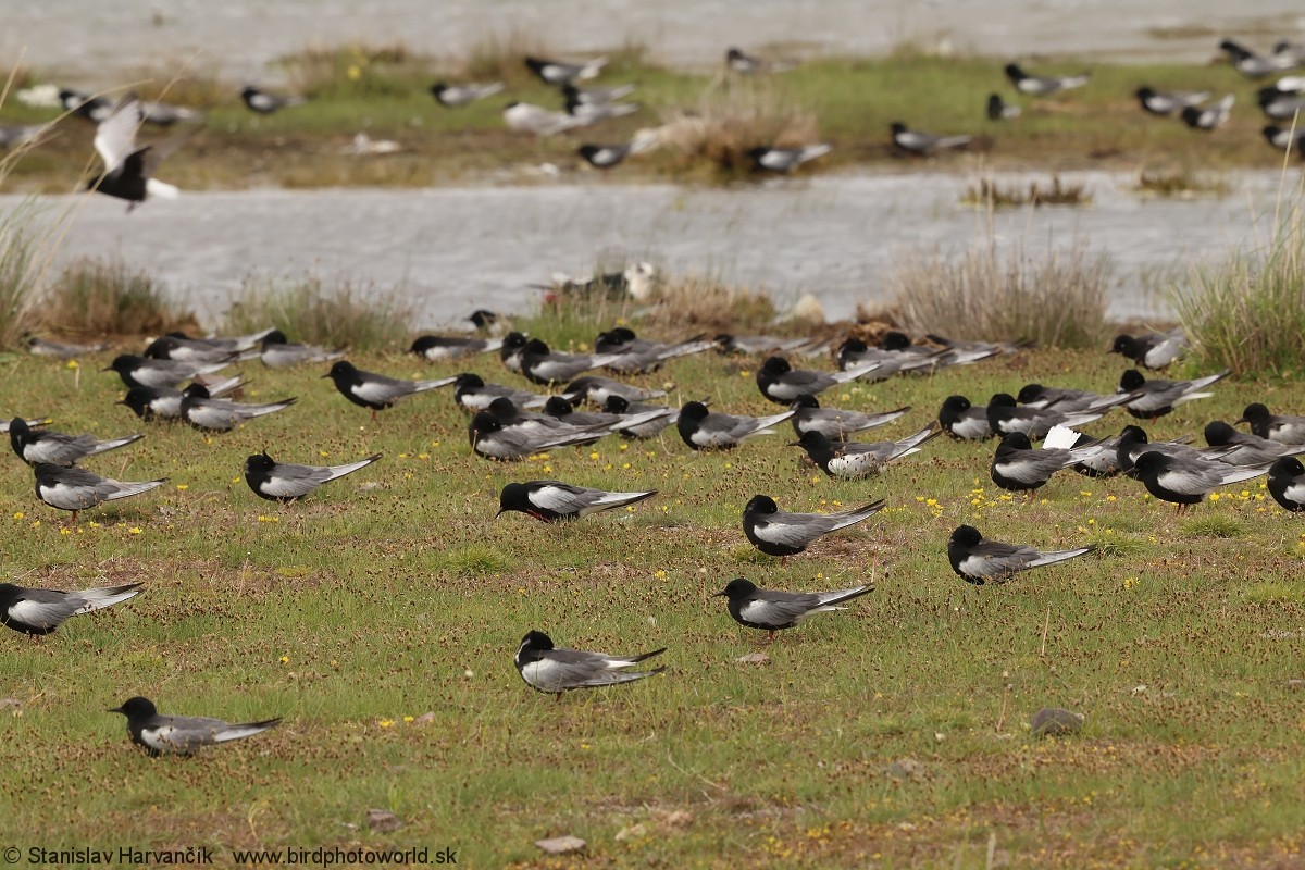 White-winged Tern - ML639264832