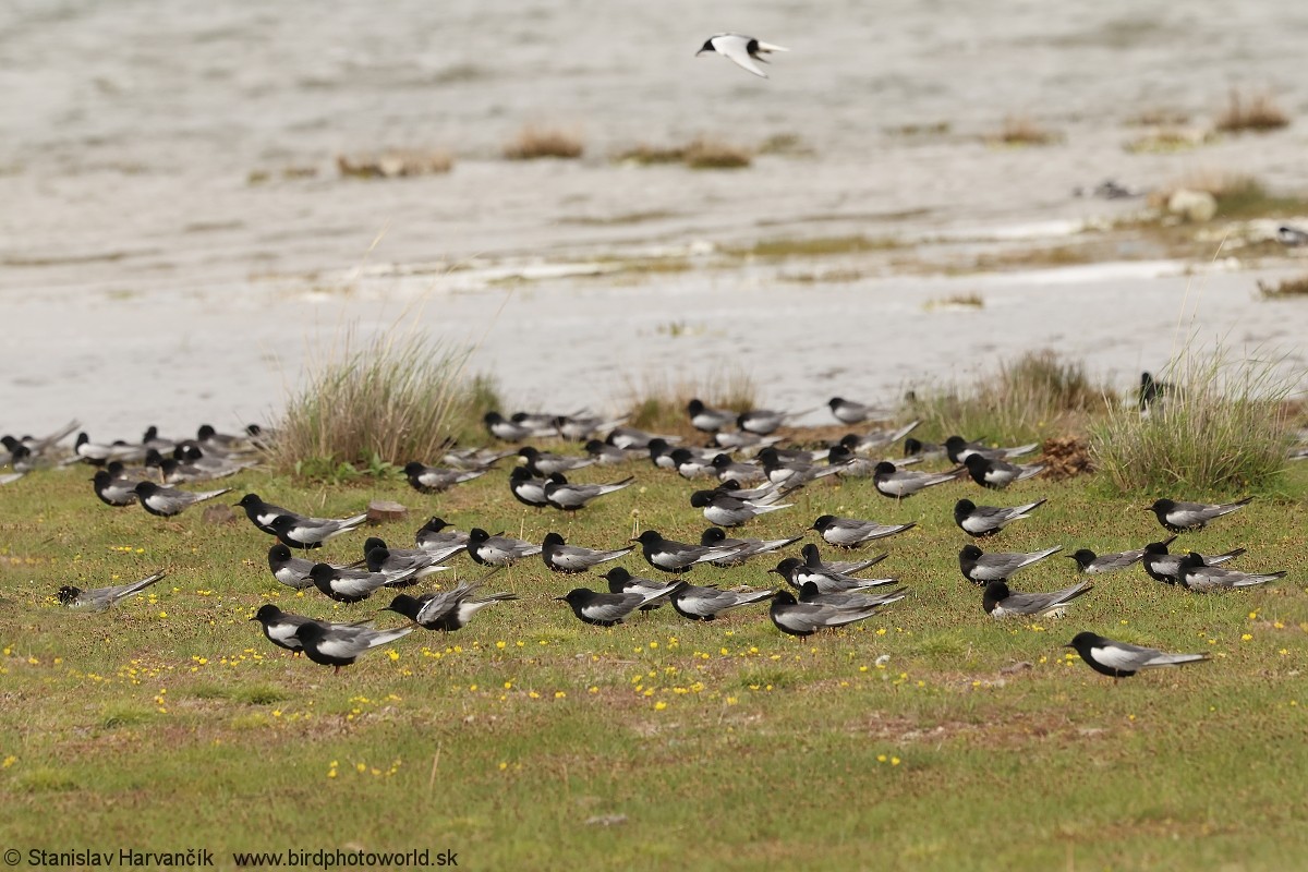 White-winged Tern - ML639264835