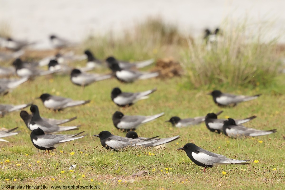 White-winged Tern - ML639264836