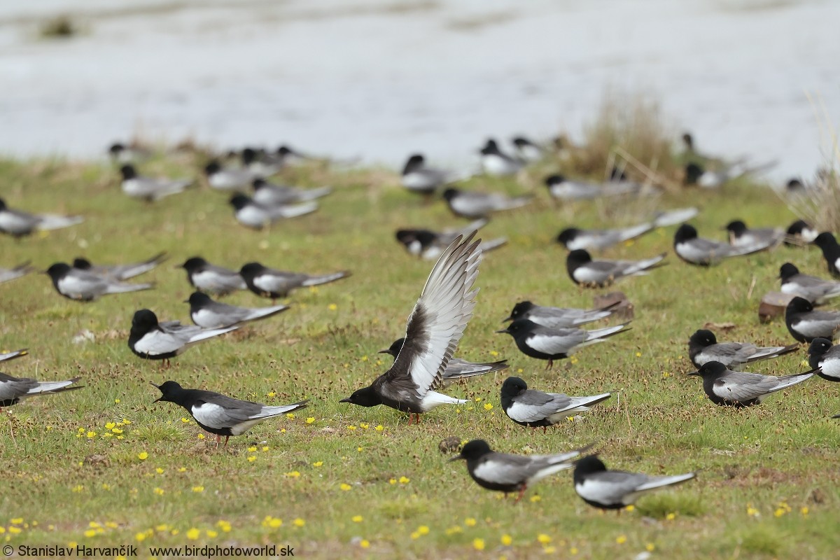 White-winged Tern - ML639264837