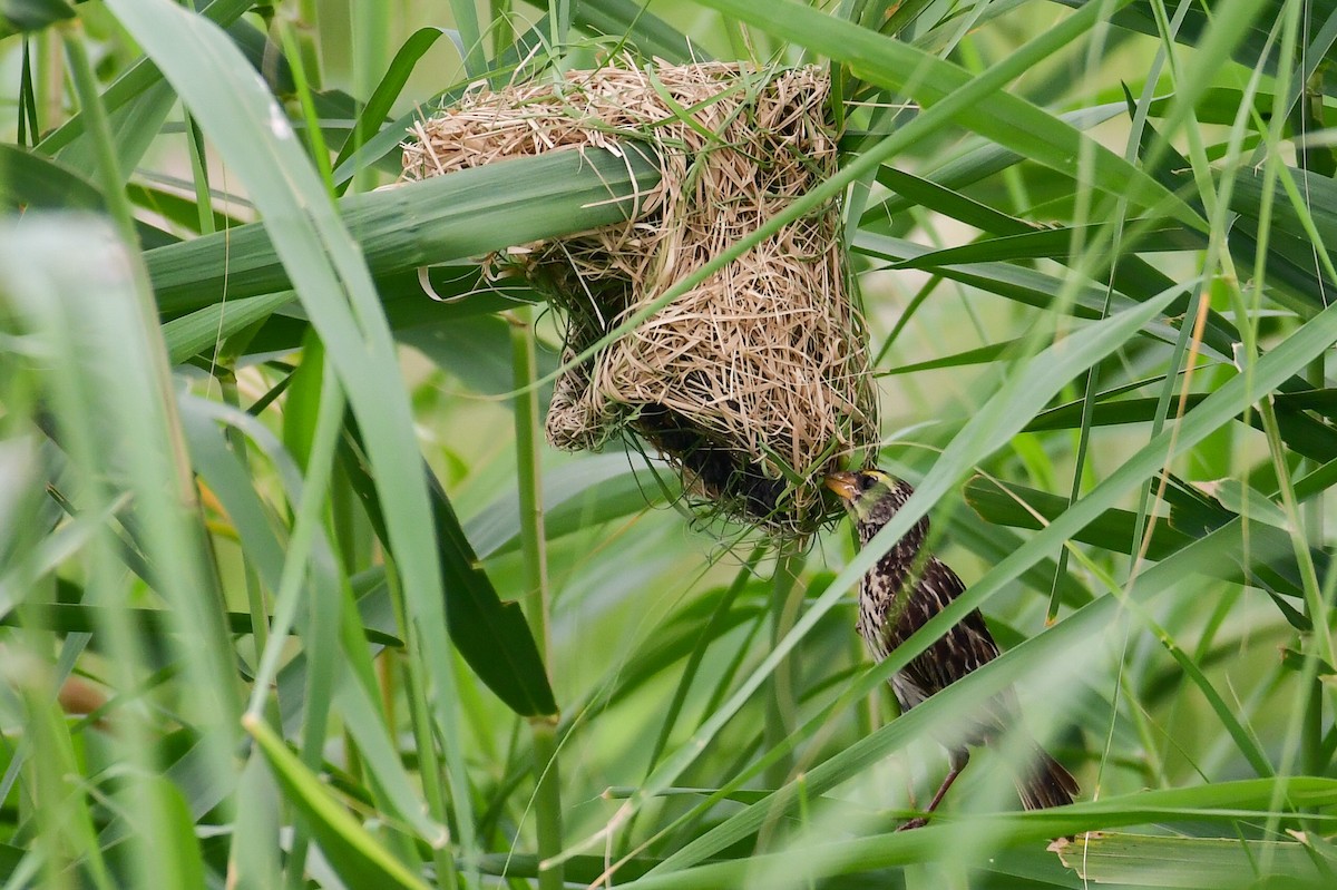 Streaked Weaver - ML639264900