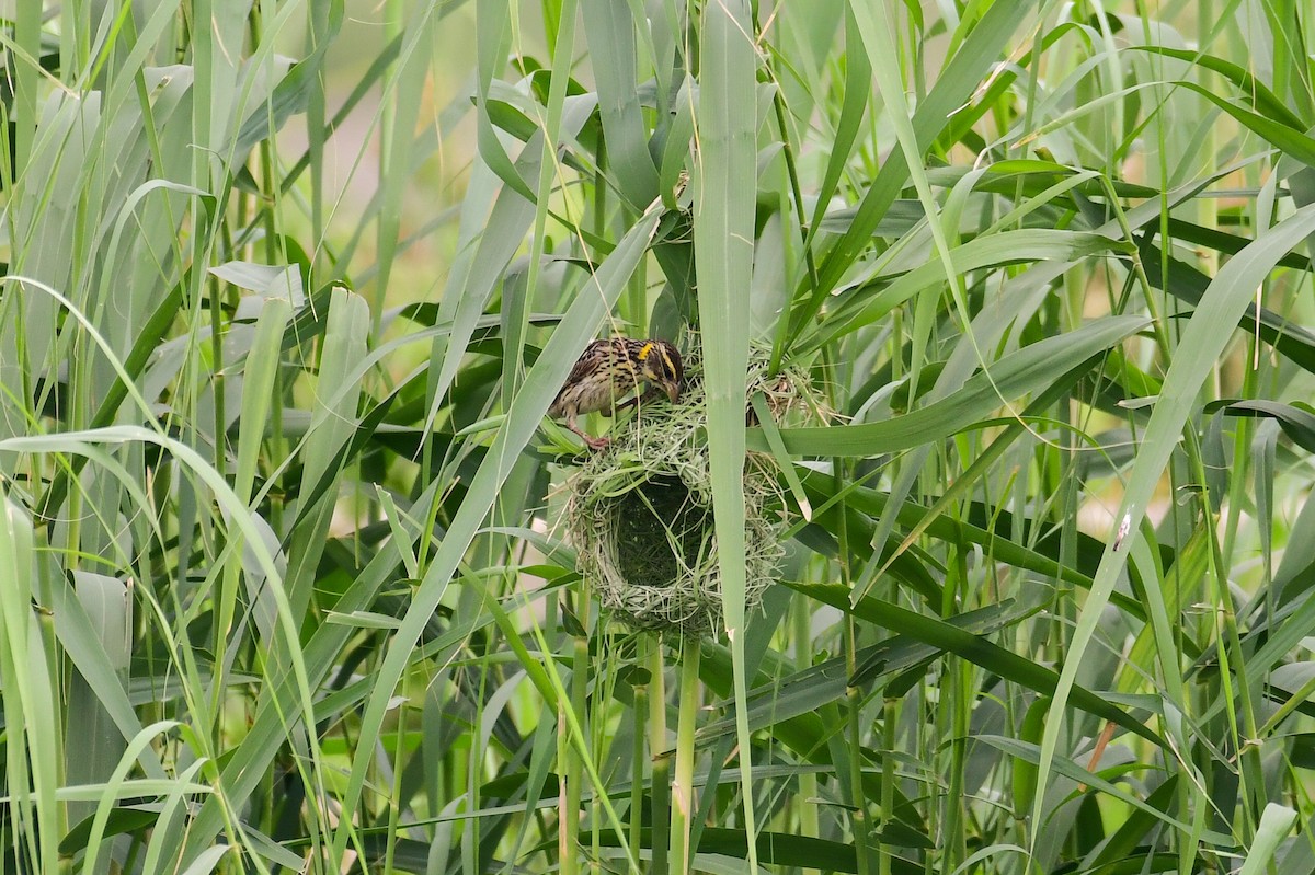 Streaked Weaver - ML639264915