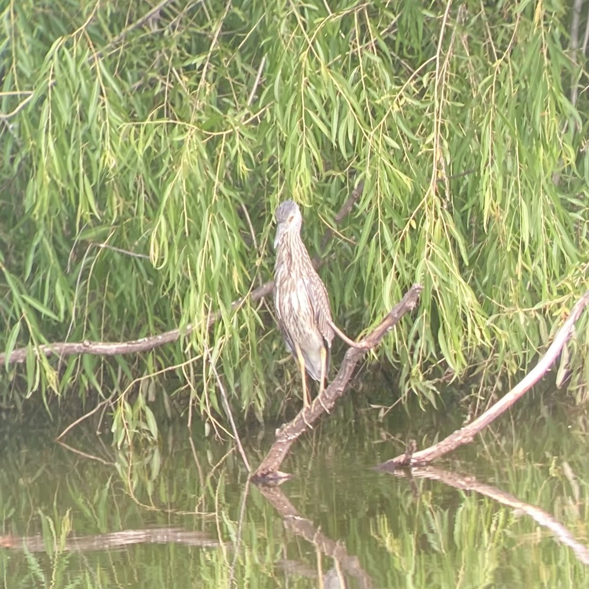 Yellow-crowned Night Heron - ML639264925