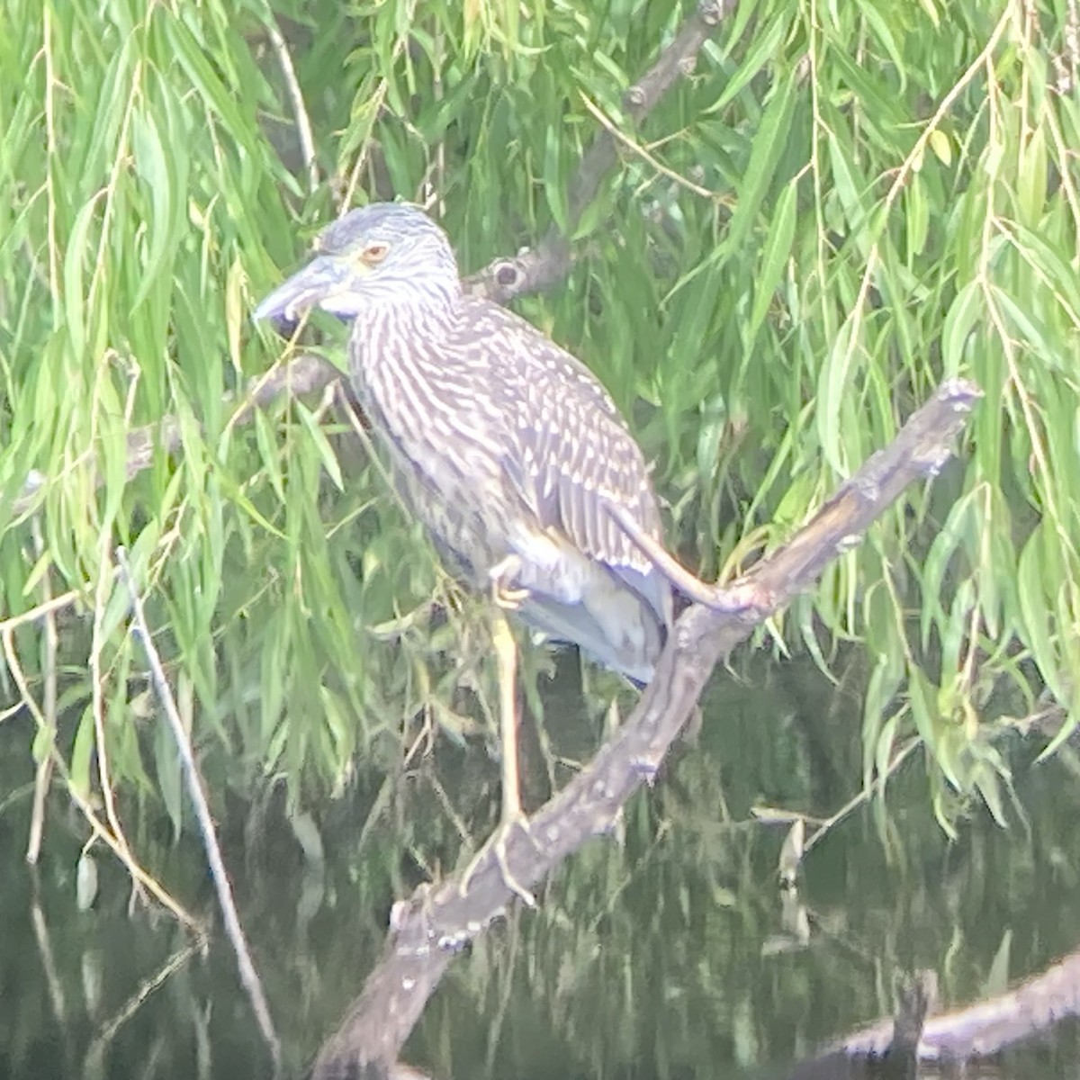 Yellow-crowned Night Heron - ML639264926