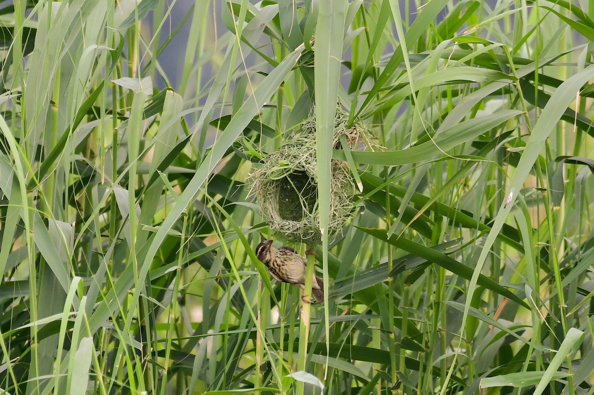 Streaked Weaver - ML639264933