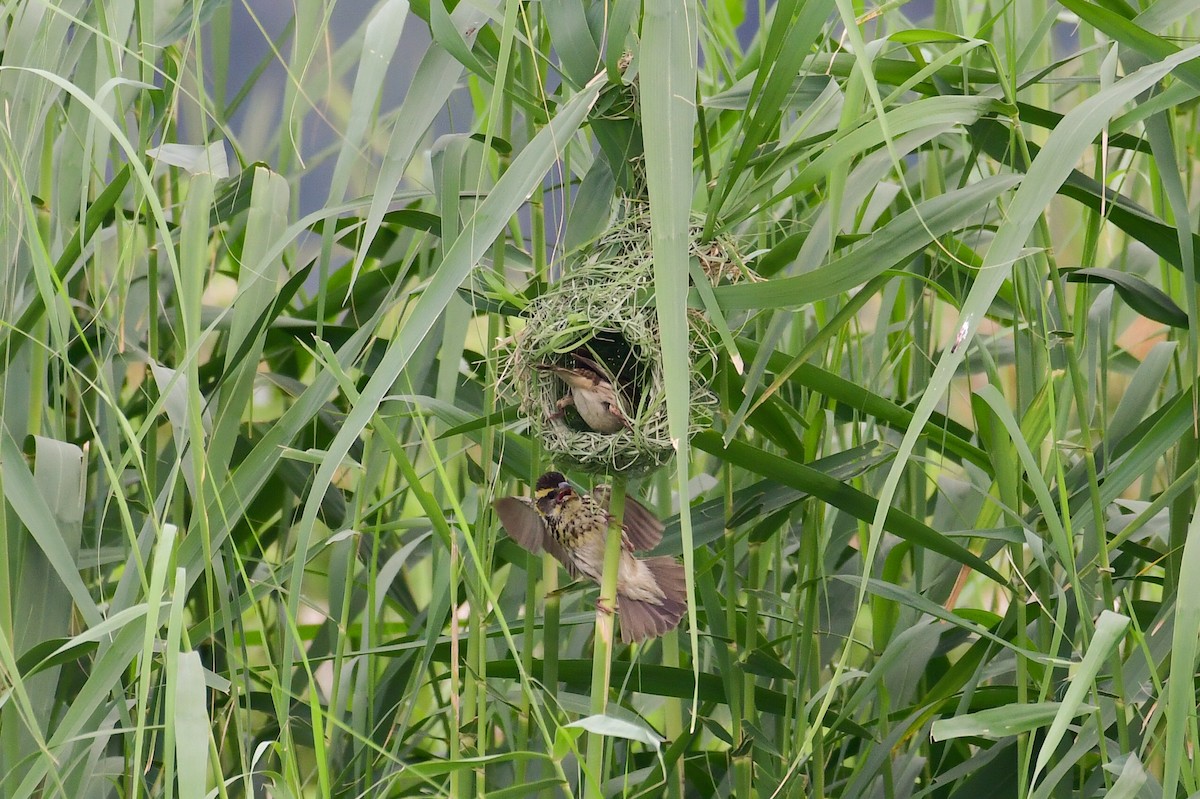 Streaked Weaver - ML639264974
