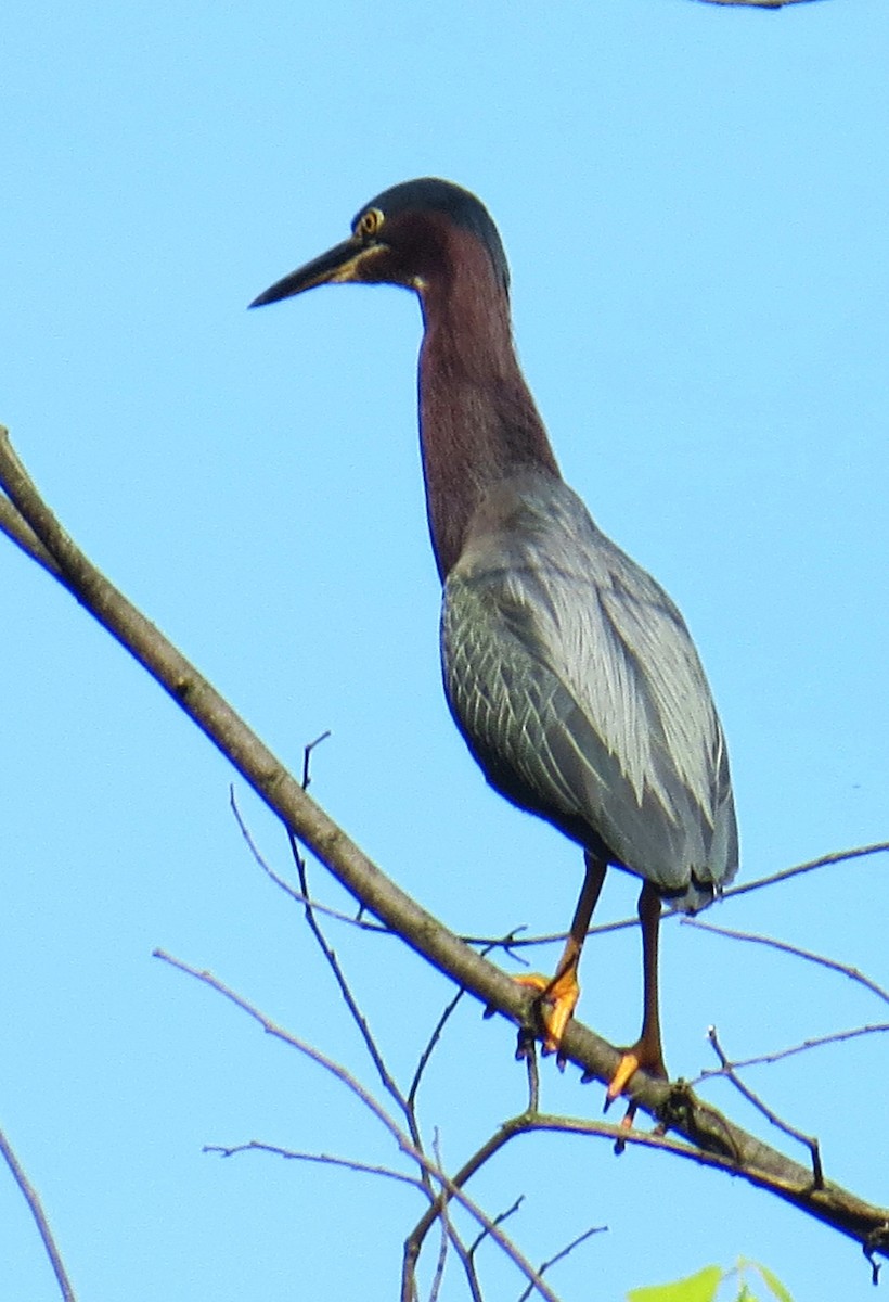 Green Heron - ML639265219