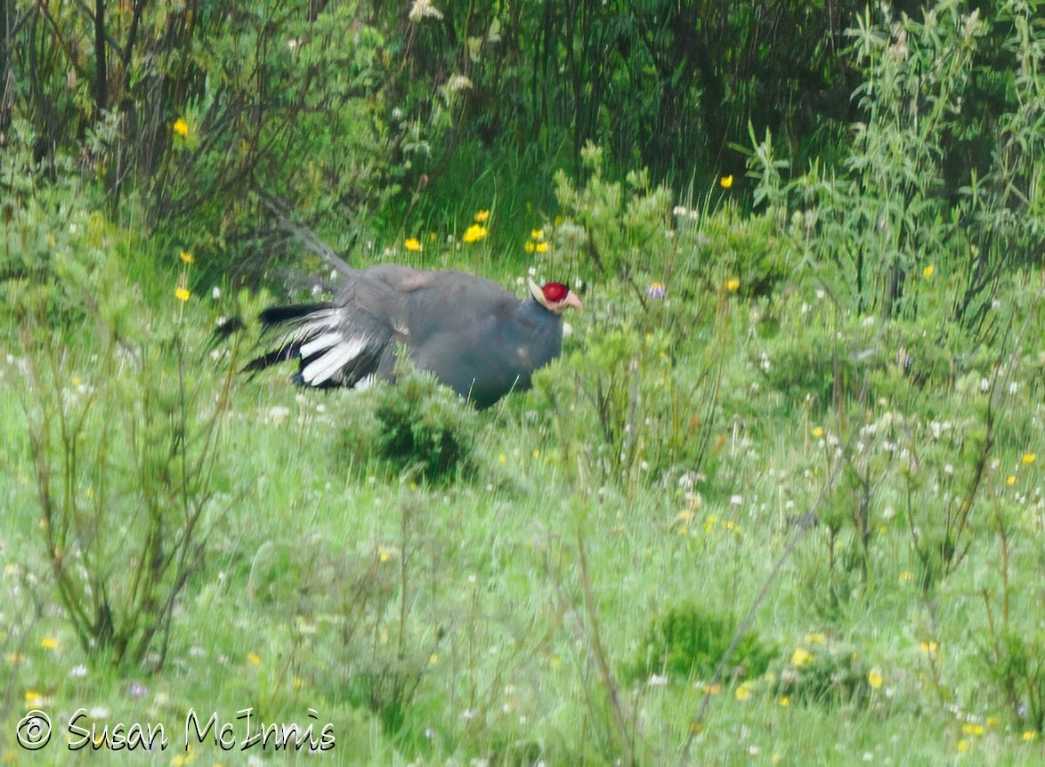 Blue Eared-Pheasant - ML639265220