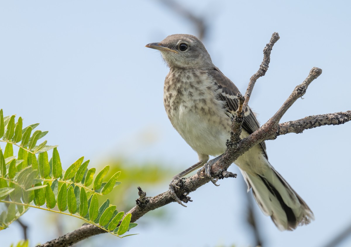 Northern Mockingbird - ML639265254