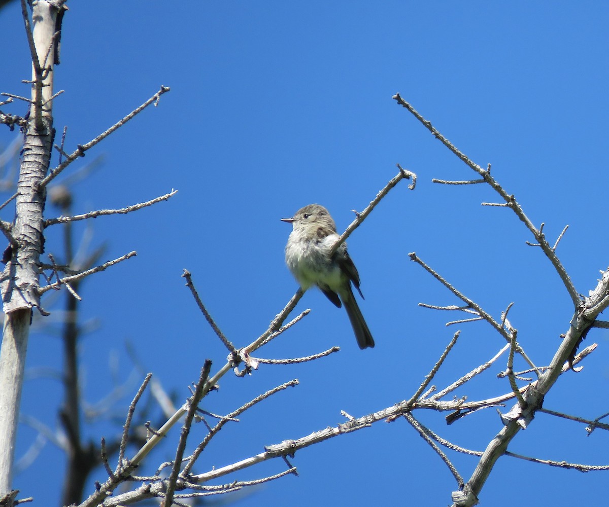 Dusky Flycatcher - ML639265257