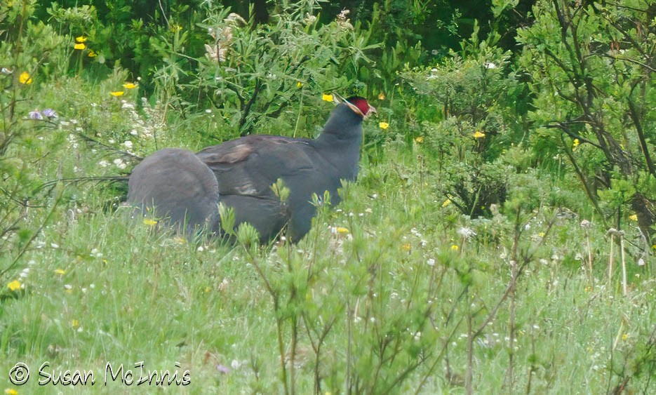 Blue Eared-Pheasant - ML639265284