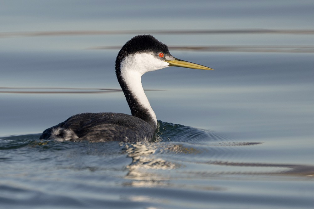 Western Grebe - ML639265294