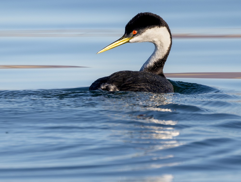 Western Grebe - ML639265295