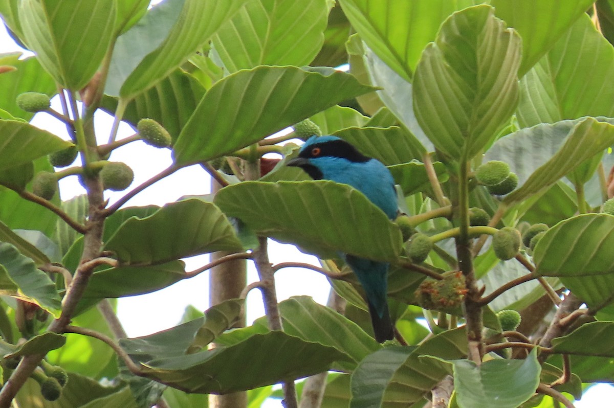 Turquoise Dacnis - ML639265321
