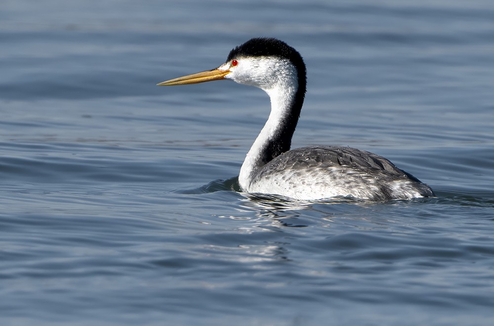 Clark's Grebe - ML639265341