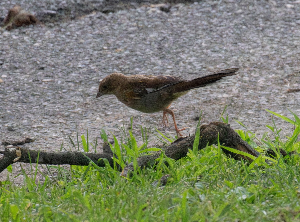 Eastern Towhee - ML639265348