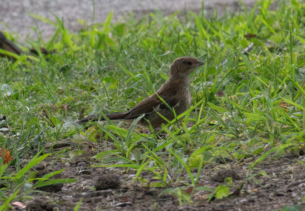 Eastern Towhee - ML639265349