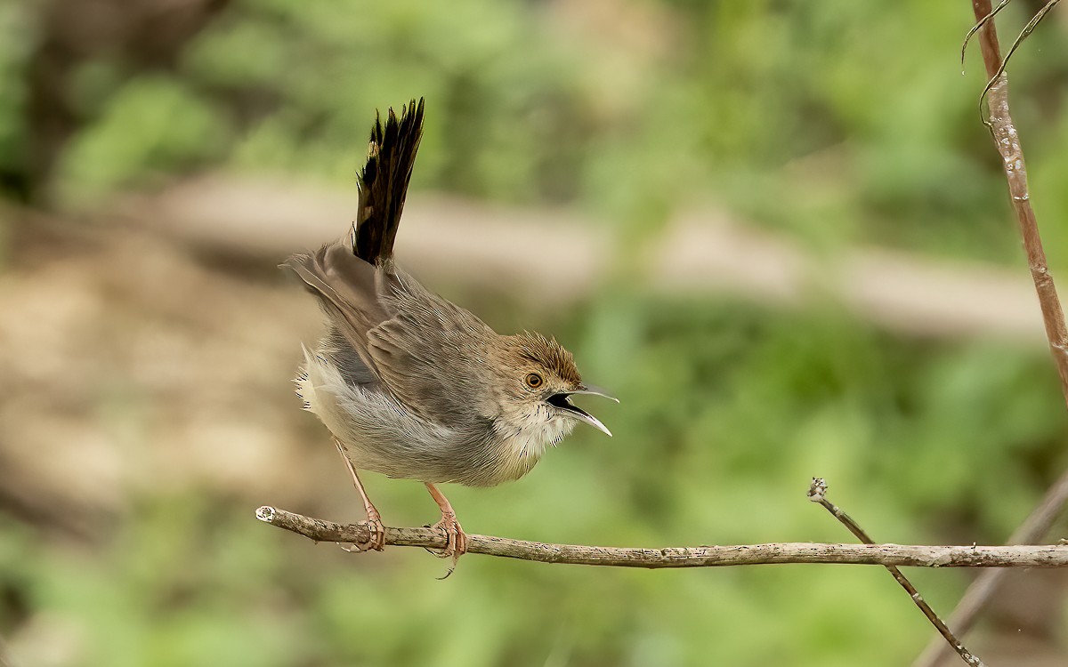 Bubbling Cisticola - ML639265473