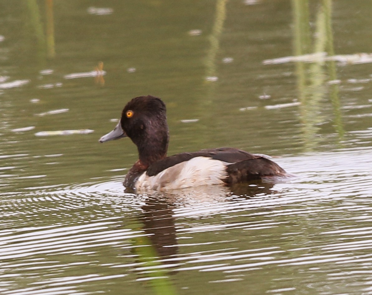 Ring-necked Duck - ML639265674