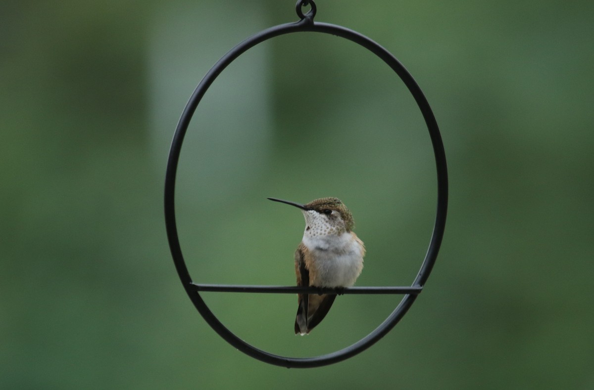 Rufous Hummingbird - ML639265726