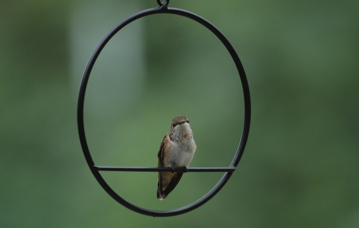 Rufous Hummingbird - ML639265728