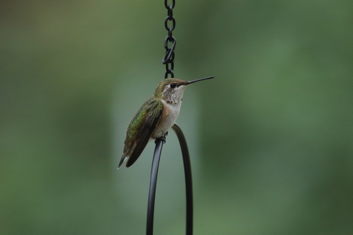 Rufous Hummingbird - ML639265765