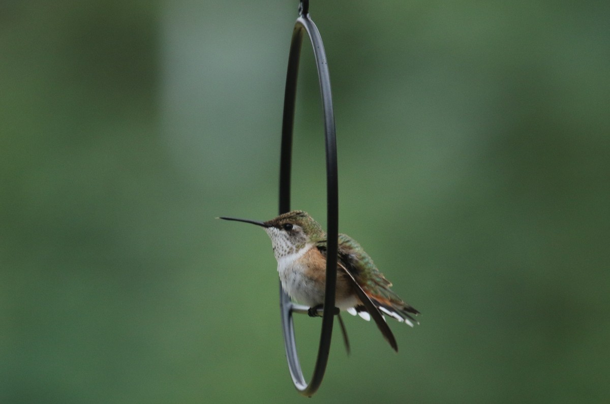 Rufous Hummingbird - ML639265777