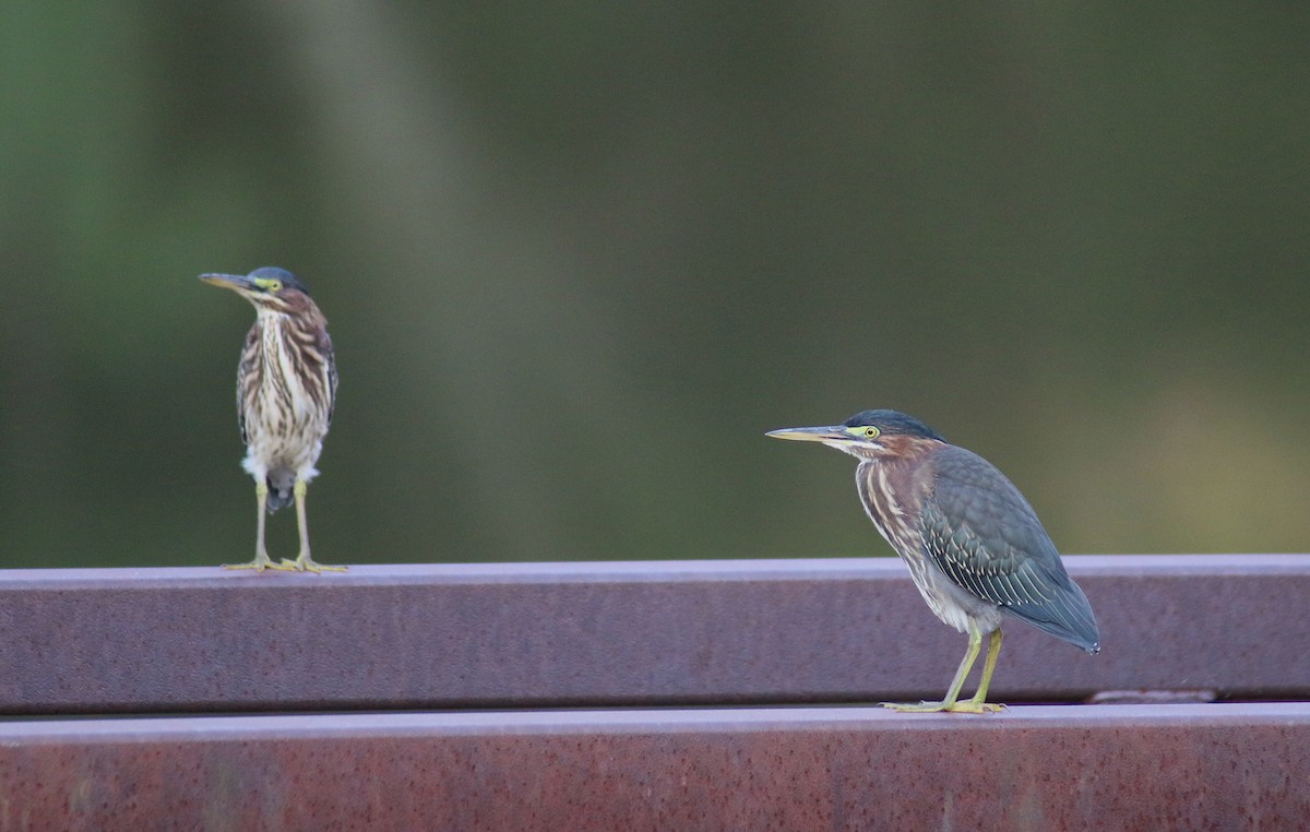 Green Heron - ML63926581