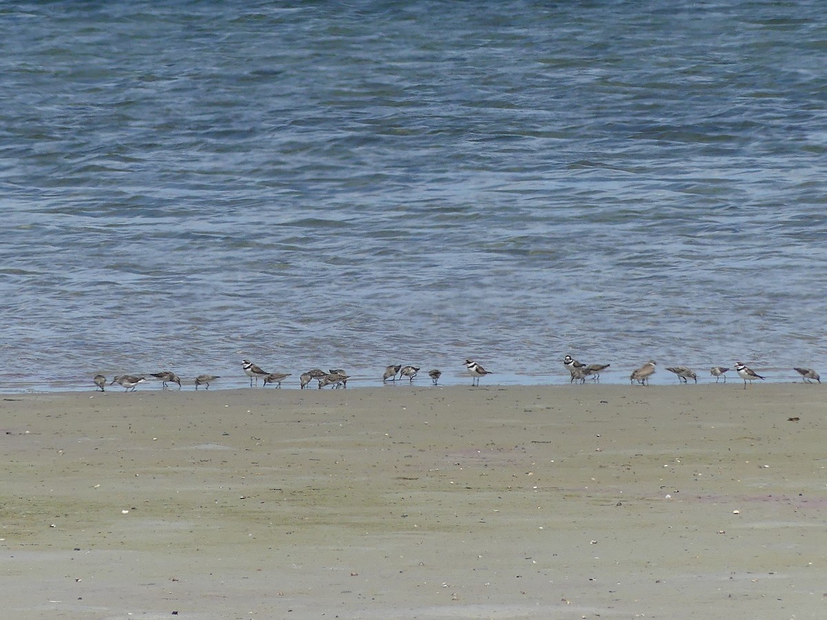 Semipalmated Plover - ML639265822