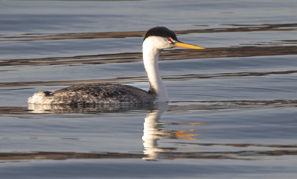 Clark's Grebe - ML639265907