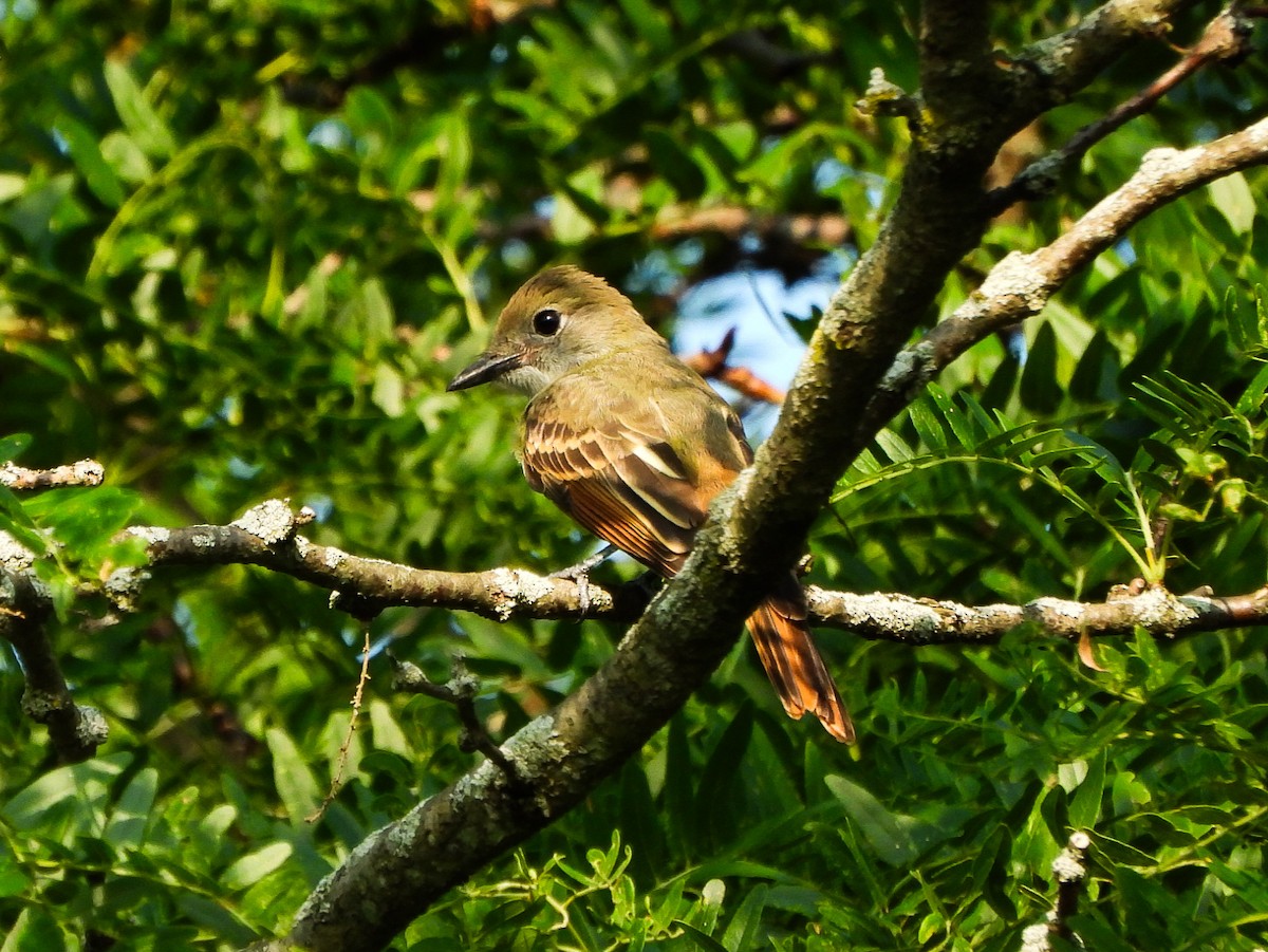 Great Crested Flycatcher - ML639265979